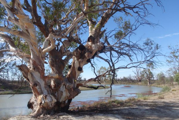 Chowilla Gum_tree